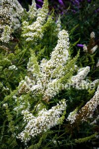 Kelebek Çalısı Fidanı Bodur Cins Beyaz ( Buddleja Dav. Free Petite Snow White ) - 3