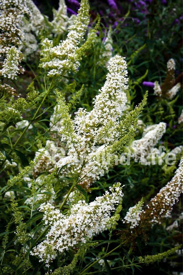 Kelebek Çalısı Fidanı Bodur Cins Beyaz ( Buddleja Dav. Free Petite Snow White ) - 3