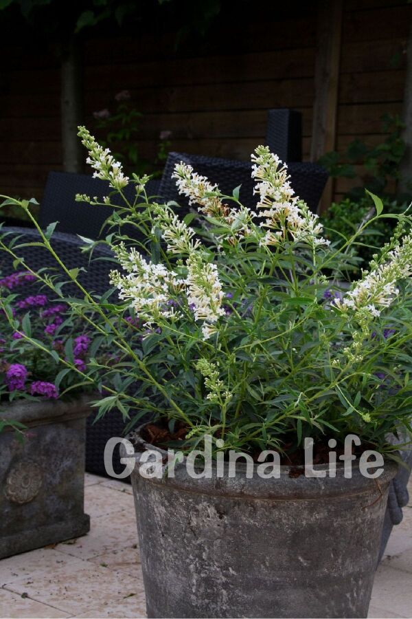 Kelebek Çalısı Fidanı Bodur Cins Beyaz ( Buddleja Dav. Free Petite Snow White ) - 4
