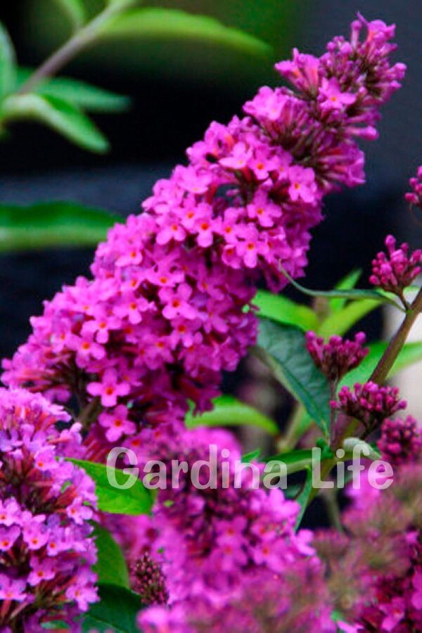 Kelebek Çalısı Fidanı Bodur Cins Lila ( Buddleja Dav. Free Petite Tutti Fruitti ) - 