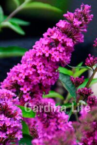 Kelebek Çalısı Fidanı Bodur Cins Lila ( Buddleja Dav. Free Petite Tutti Fruitti ) - 1