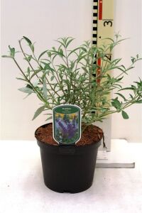 Kelebek Çalısı Fidanı Bodur Cins Lila ( Buddleja Dav. Free Petite Tutti Fruitti ) - 2