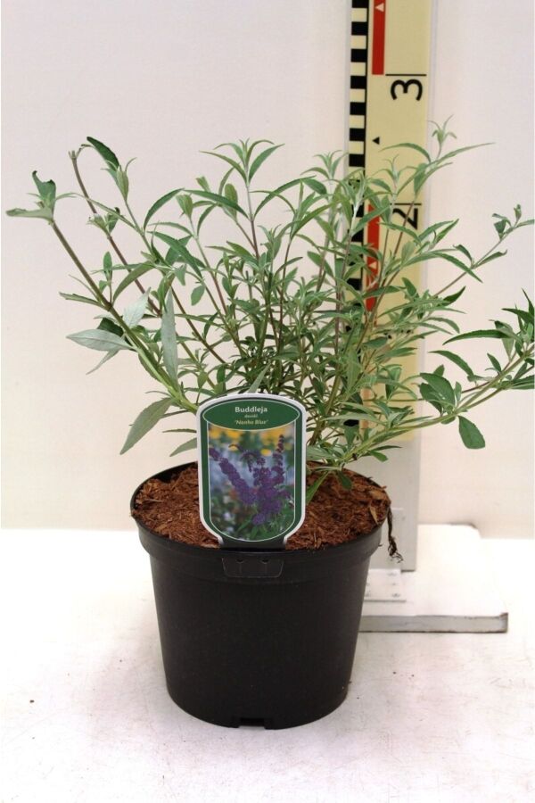 Kelebek Çalısı Fidanı Bodur Cins Lila ( Buddleja Dav. Free Petite Tutti Fruitti ) - 2