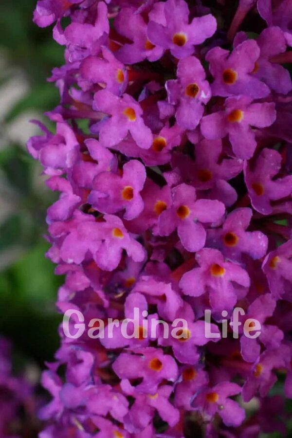 Kelebek Çalısı Fidanı Bodur Cins Lila ( Buddleja Dav. Free Petite Tutti Fruitti ) - 3