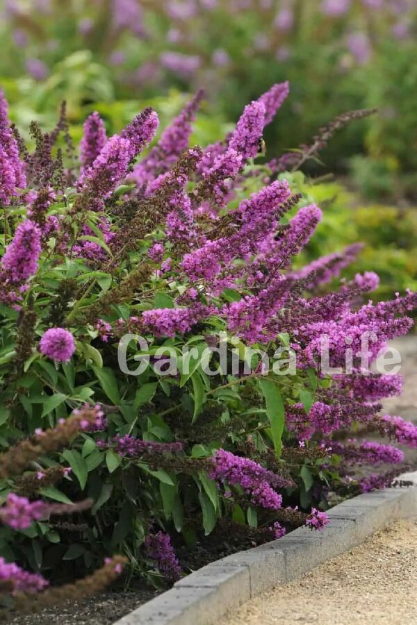 Kelebek Çalısı Fidanı Bodur Cins Lila ( Buddleja Dav. Free Petite Tutti Fruitti ) - 4