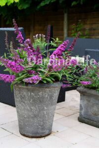 Kelebek Çalısı Fidanı Bodur Cins Lila ( Buddleja Dav. Free Petite Tutti Fruitti ) - 5