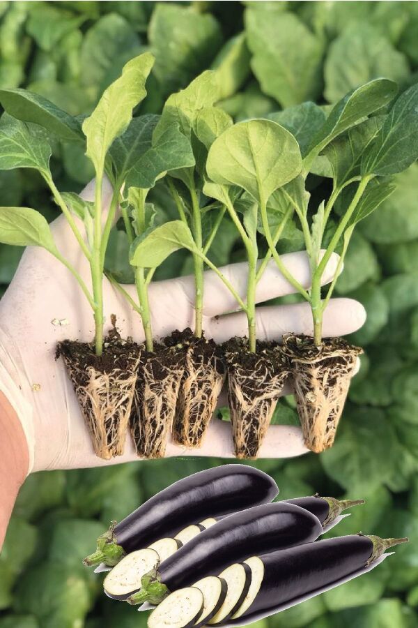 Kemer Patlıcan Fidesi 5 Adet - Gardina