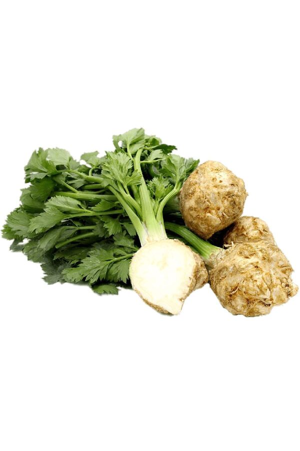 Kereviz Fidesi 10 Adet - 