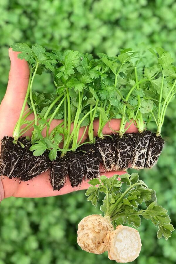 Kereviz Fidesi 10 Adet - Gardina