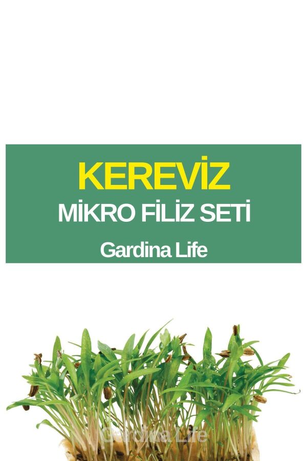 Kereviz Mikro Filiz Seti - 