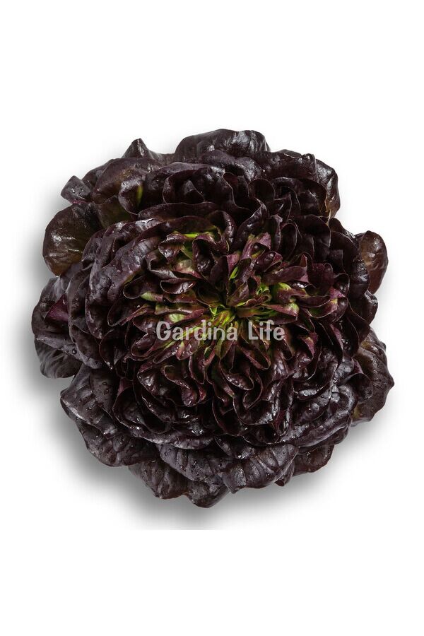 Kırmızı Gül Yağlı Marul Fidesi 10 Adet - Gardina