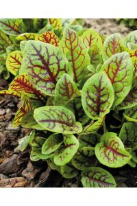 KIRMIZI Kuzukulağı Ekşi Otu Fidesi 10 Adet - 1