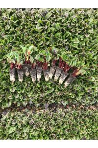 KIRMIZI Kuzukulağı Ekşi Otu Fidesi 10 Adet - 2