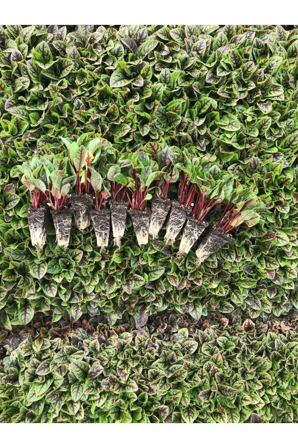 KIRMIZI Kuzukulağı Ekşi Otu Fidesi 10 Adet - 2