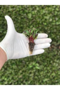 KIRMIZI Kuzukulağı Ekşi Otu Fidesi 10 Adet - 3