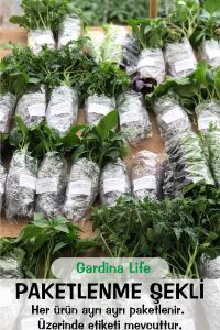 KIRMIZI Kuzukulağı Ekşi Otu Fidesi 10 Adet - 5