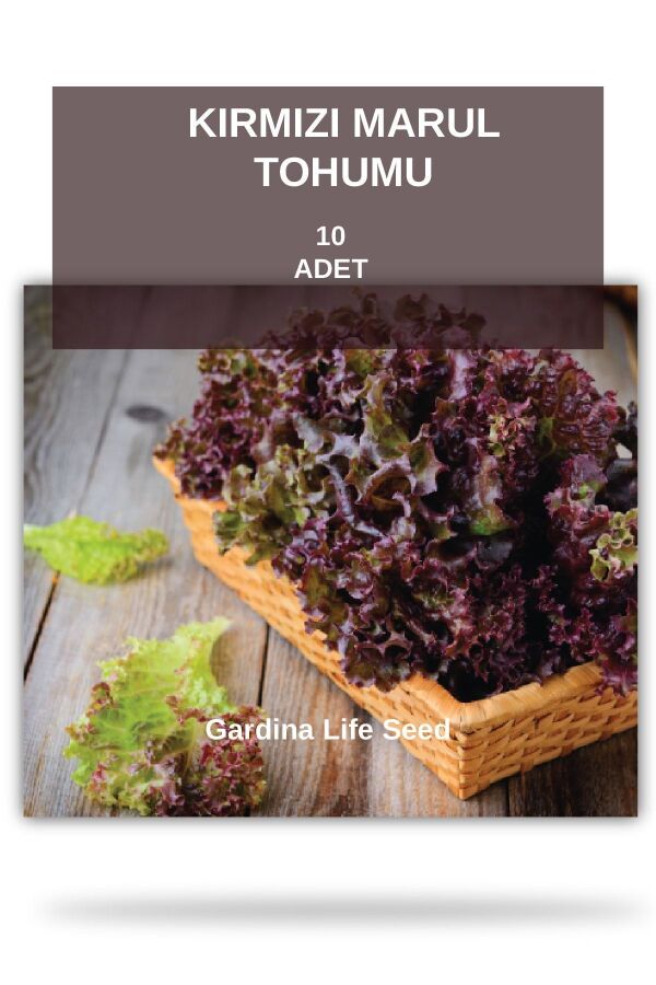 Kırmızı Marul Tohumu ( Lolorosso Akdeniz Kıvırcığı ) - 