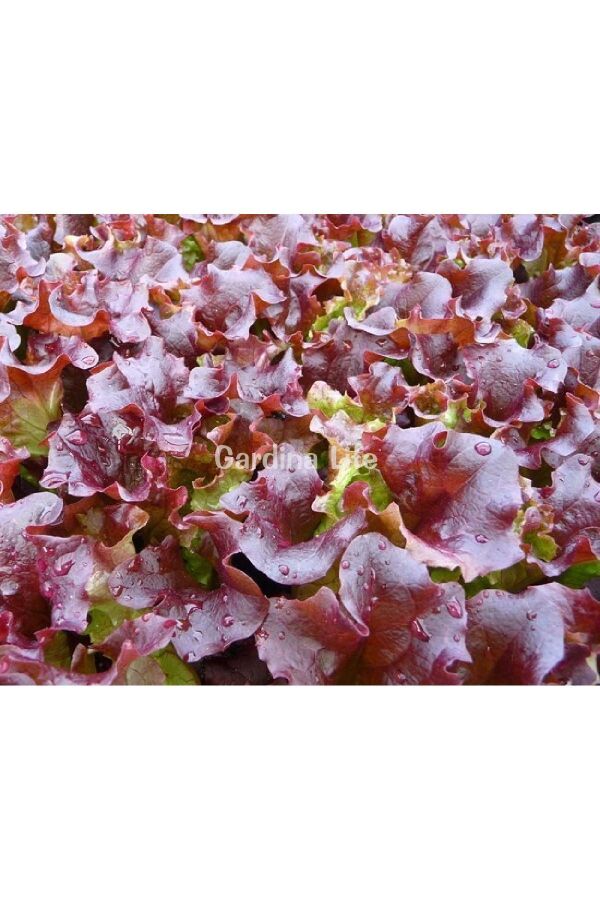 Kırmızı Palamut Kıvırcık Marul Fidesi 10 Adet - Gardina