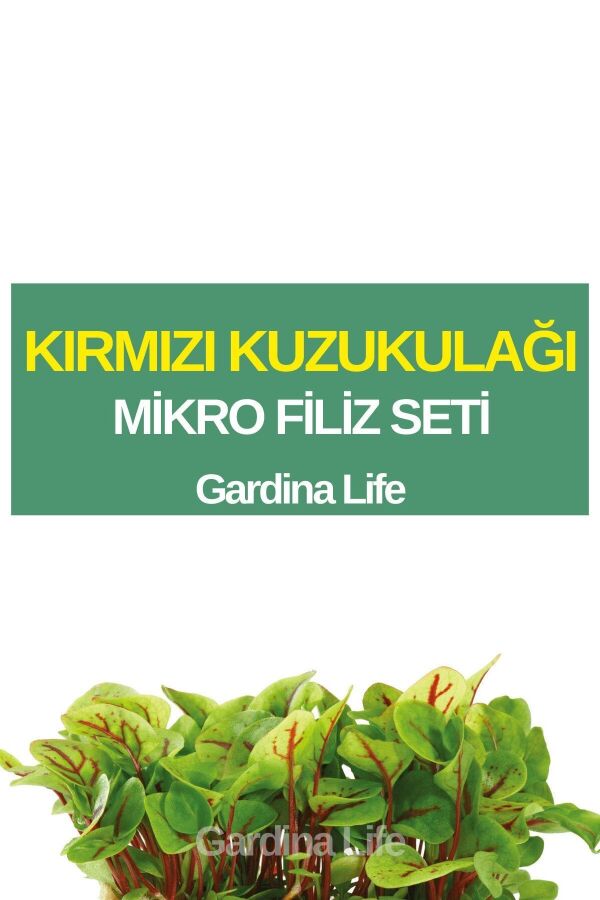Kırmızı Pancar Mikro Filiz Seti - 