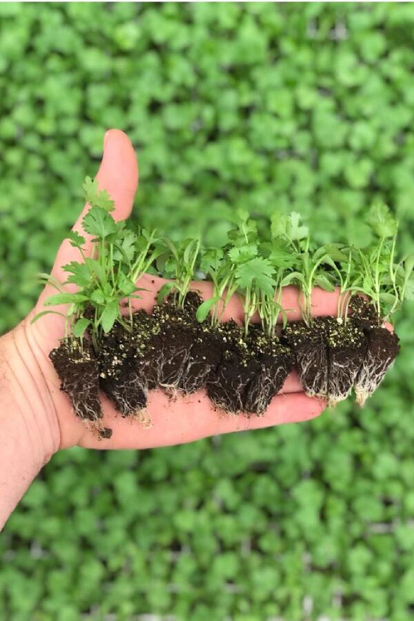 Kişniş Fidesi 10 Adet - Gardina