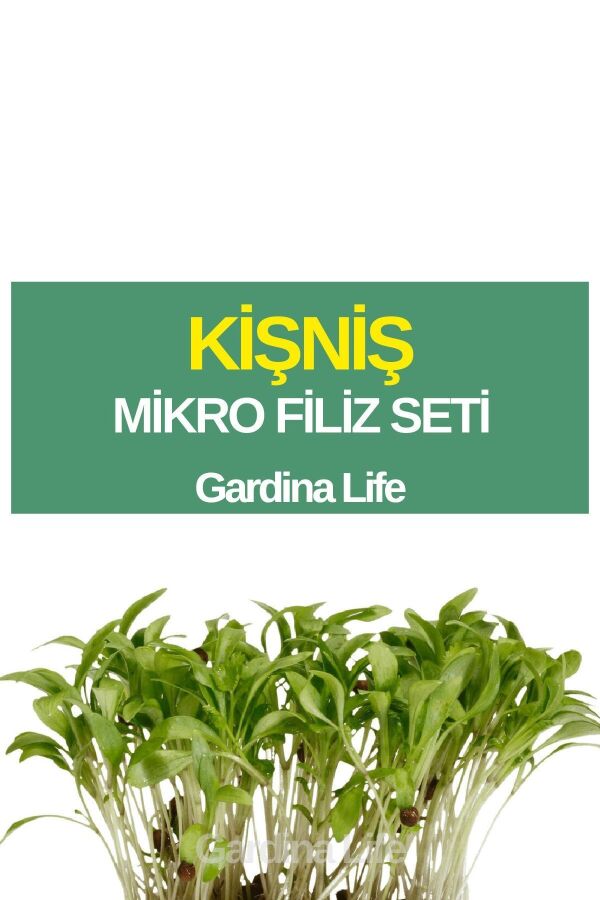 Kişniş Mikro Filiz Seti - 