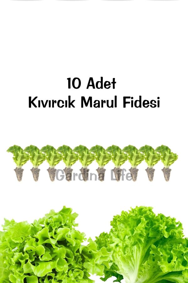 Kıvırcık Marul Fidesi 10 Adet - Gardina