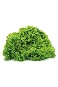 Kıvırcık Marul Fidesi 20 Adet - 2