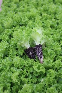 Kıvırcık Marul Fidesi 300 Adet - 1