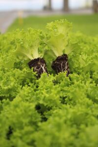 Kıvırcık Marul Fidesi 300 Adet - 3