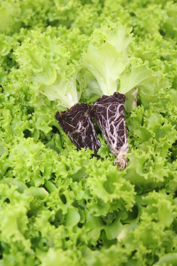 Kıvırcık Marul Fidesi 300 Adet - 4