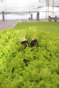 Kıvırcık Marul Fidesi 300 Adet - 5