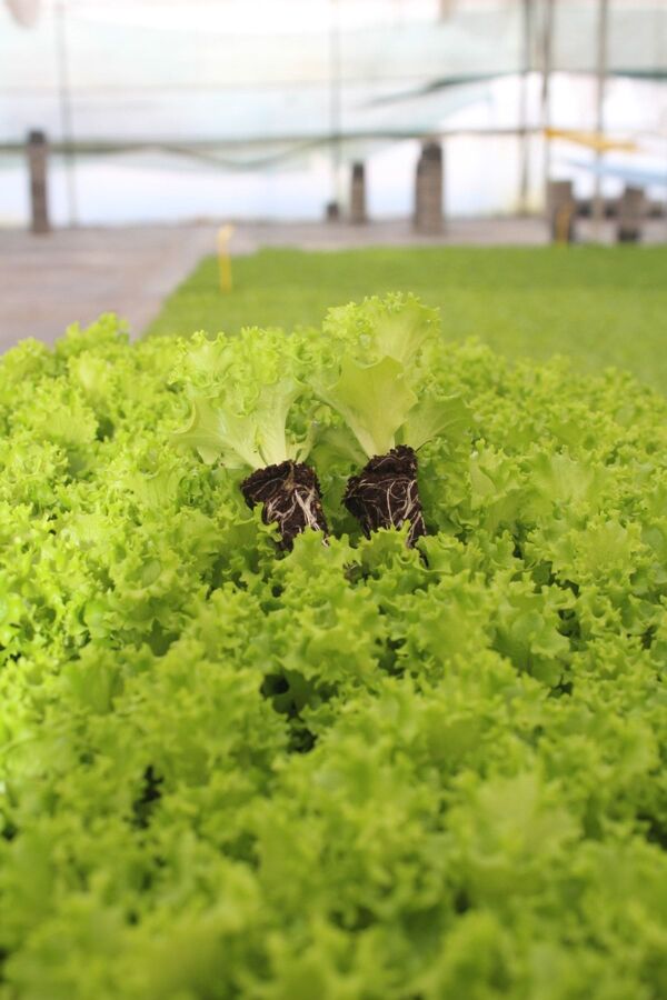 Kıvırcık Marul Fidesi 300 Adet - 5