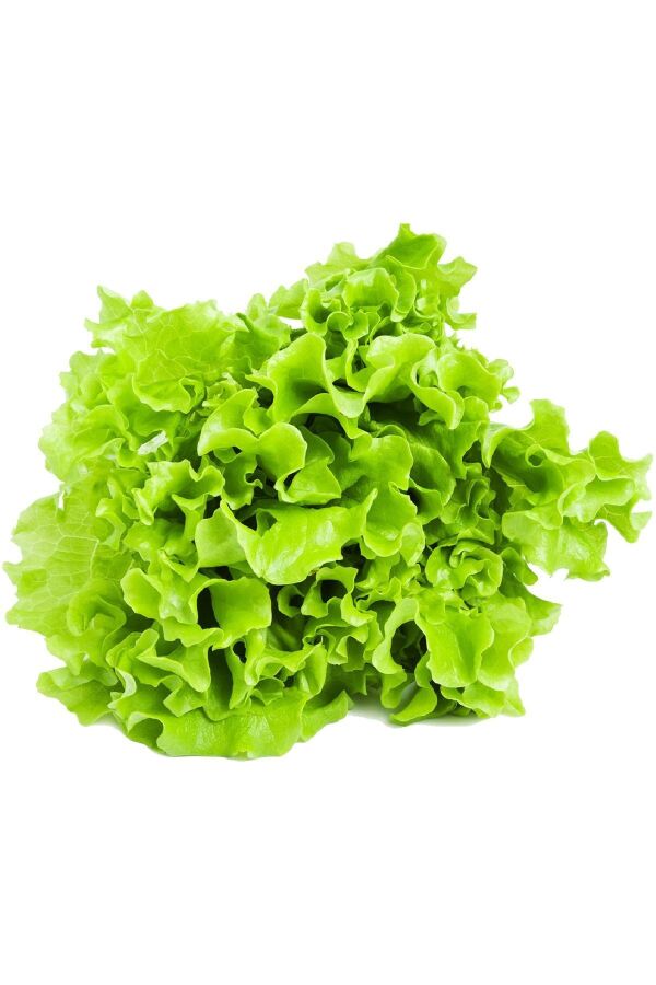 Kıvırcık Marul Tohumu 25 Gr. 20.000 + Tohum - 