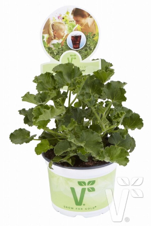 Kola Kokulu Sardunya Fidesi Yoğun Kokulu ( Pelargonium Species Odorata ) Cola 1 Adet - 