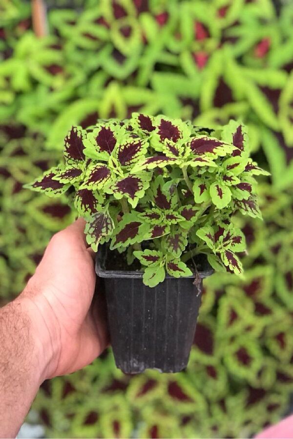 Kolyos Yaprak Güzeli 1 Adet Roly Poly 9cm Saksıda - 