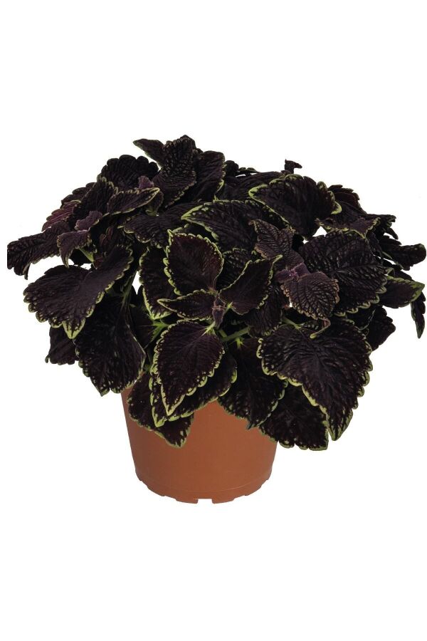 Kolyos Yaprak Güzeli Coleus Black Road 1 Adet - 