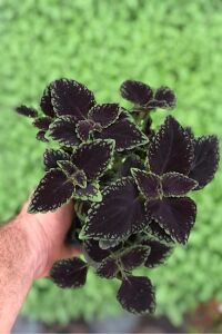 Kolyos Yaprak Güzeli Coleus Black Road  - 1