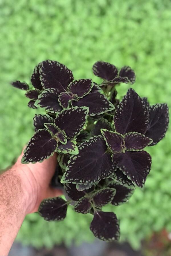 Kolyos Yaprak Güzeli Coleus Black Road 