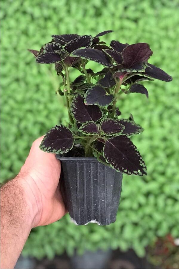 Kolyos Yaprak Güzeli Coleus Black Road  - 2