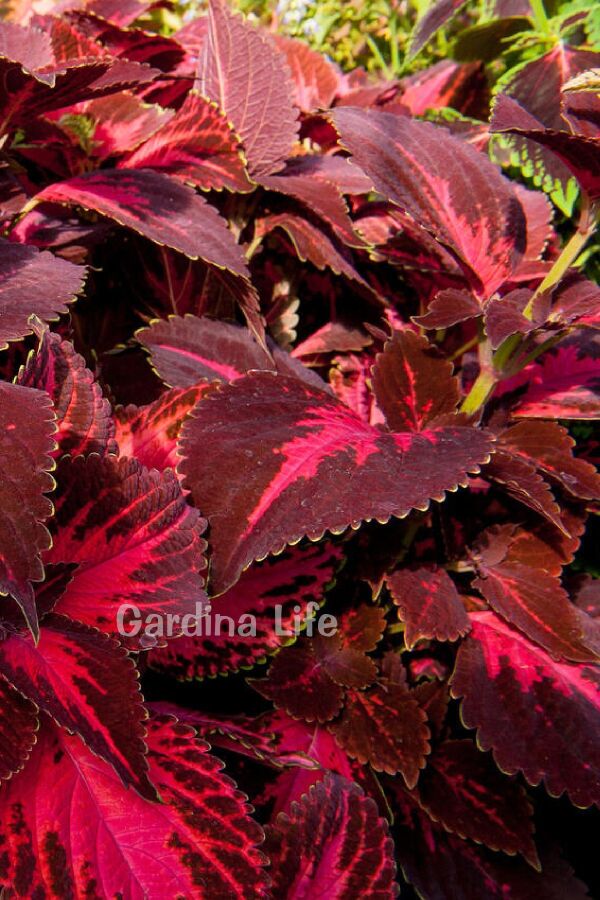 Kolyos Yaprak Güzeli ( Coleus ) King Henry 