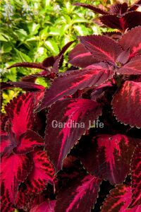 Kolyos Yaprak Güzeli ( Coleus ) King Henry  - 2