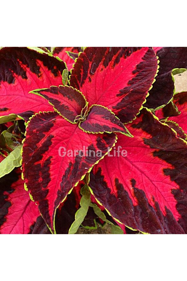 Kolyos Yaprak Güzeli ( Coleus ) King Henry  - 3