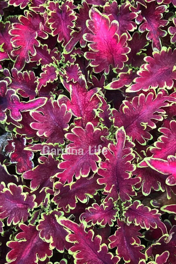 Kolyos Yaprak Güzeli ( Coleus ) Malibu Red 