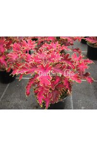 Kolyos Yaprak Güzeli ( Coleus ) Malibu Red  - 2