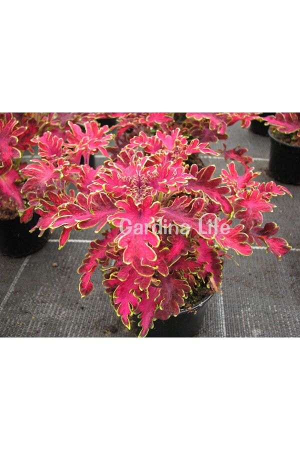 Kolyos Yaprak Güzeli ( Coleus ) Malibu Red  - 2