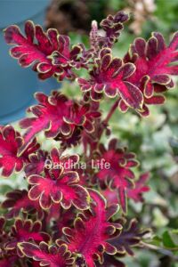 Kolyos Yaprak Güzeli ( Coleus ) Malibu Red  - 3