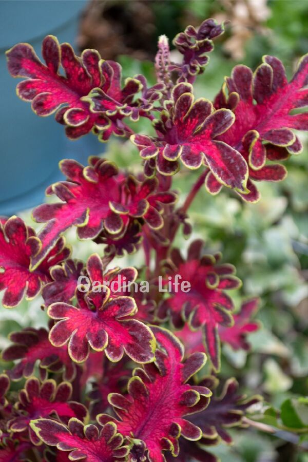 Kolyos Yaprak Güzeli ( Coleus ) Malibu Red  - 3