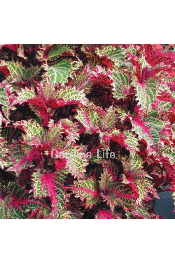 Kolyos Yaprak Güzeli ( Coleus ) Peters Wonder 1 Adet - 