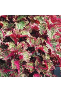 Kolyos Yaprak Güzeli ( Coleus ) Peters Wonder  - 1