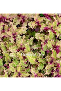 Kolyos Yaprak Güzeli ( Coleus ) Peters Wonder  - 2